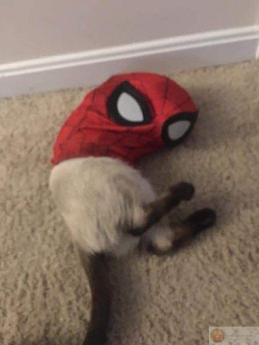 Nếu không có gì để nói, hãy chỉ tay như Spiderman