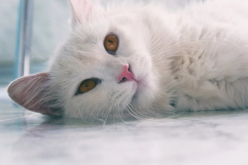 Ảnh mèo đen huyền bí, cuốn hút