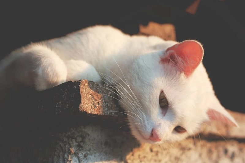 Ảnh mèo đen huyền bí, cuốn hút