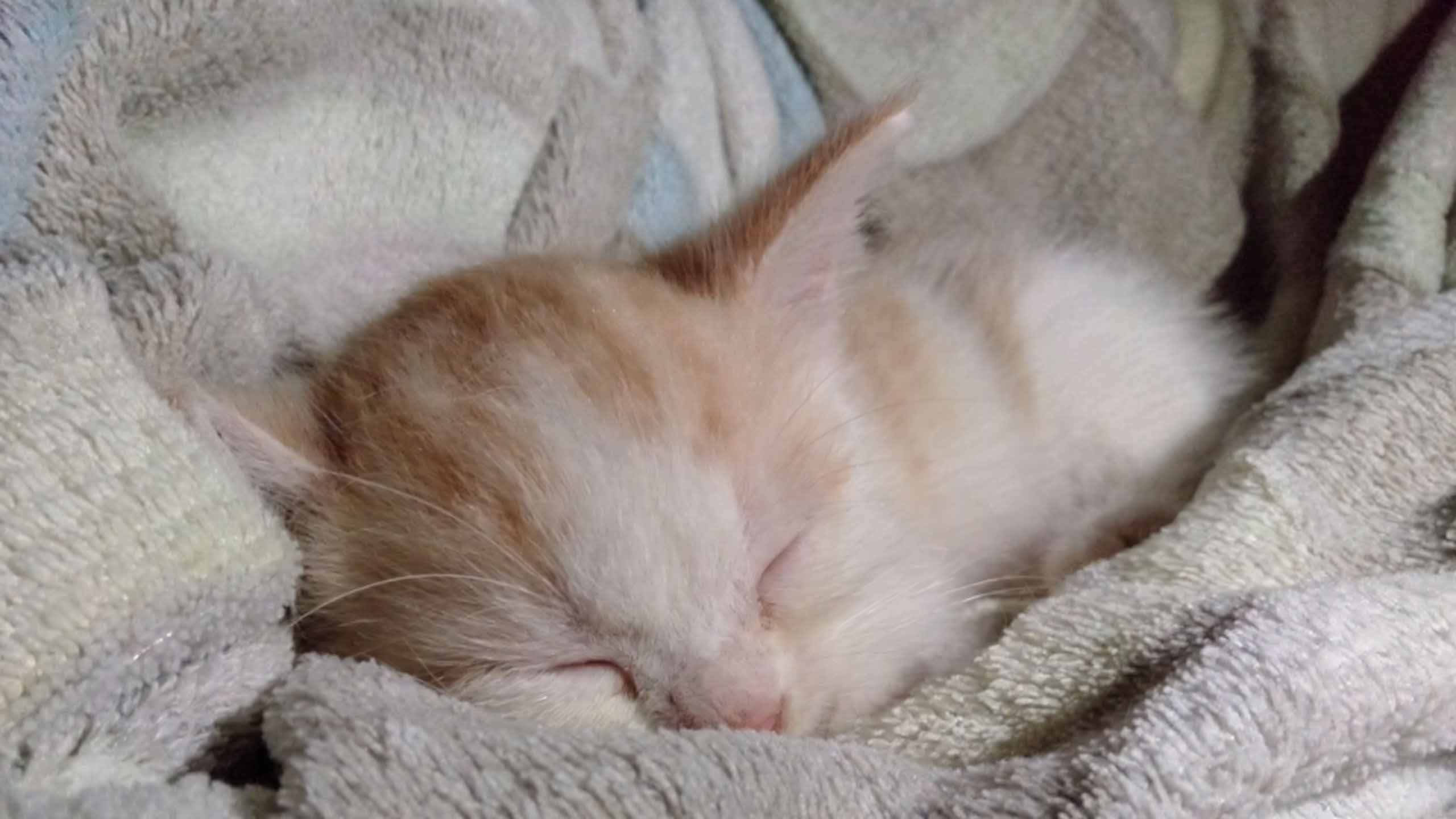 anh cho meo cute met moi 2560px 1440px 2k 7