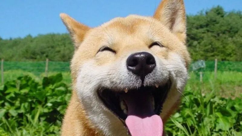 Meme bất ngờ hình động vật