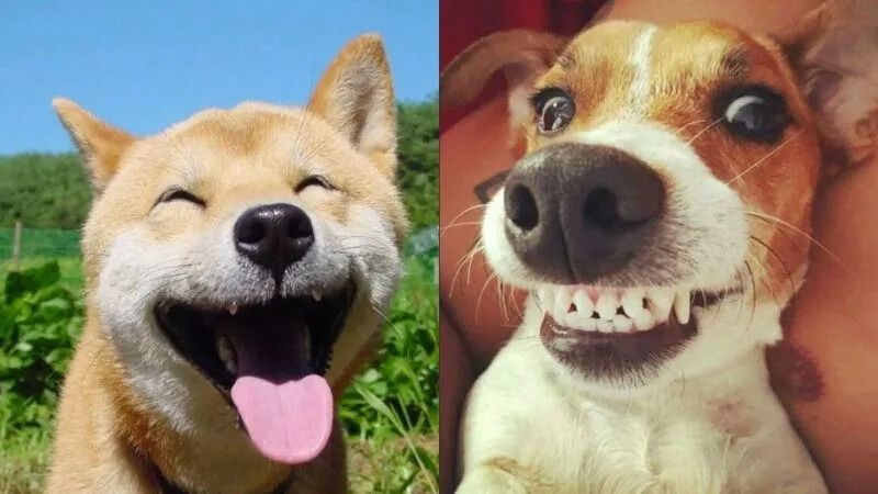 Meme bất ngờ hình động vật