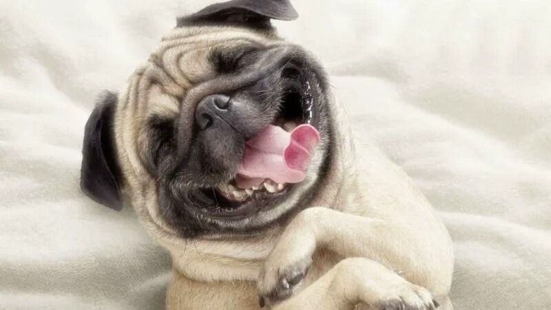 Meme bất ngờ hình động vật