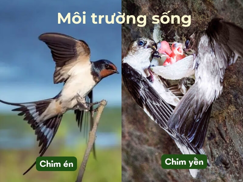 Môi trường sống của chim yến và chim én