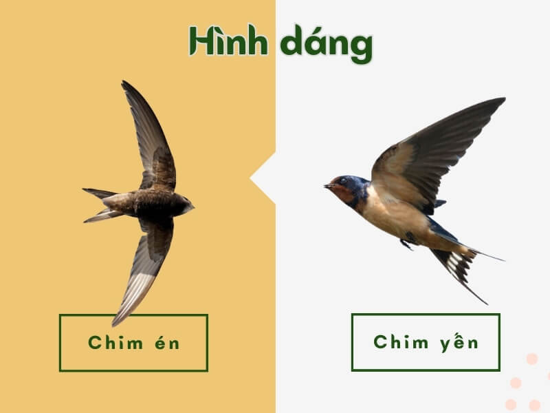 Chim én và chim yến: Khác nhau chỗ nào? Phân biệt ra sao?