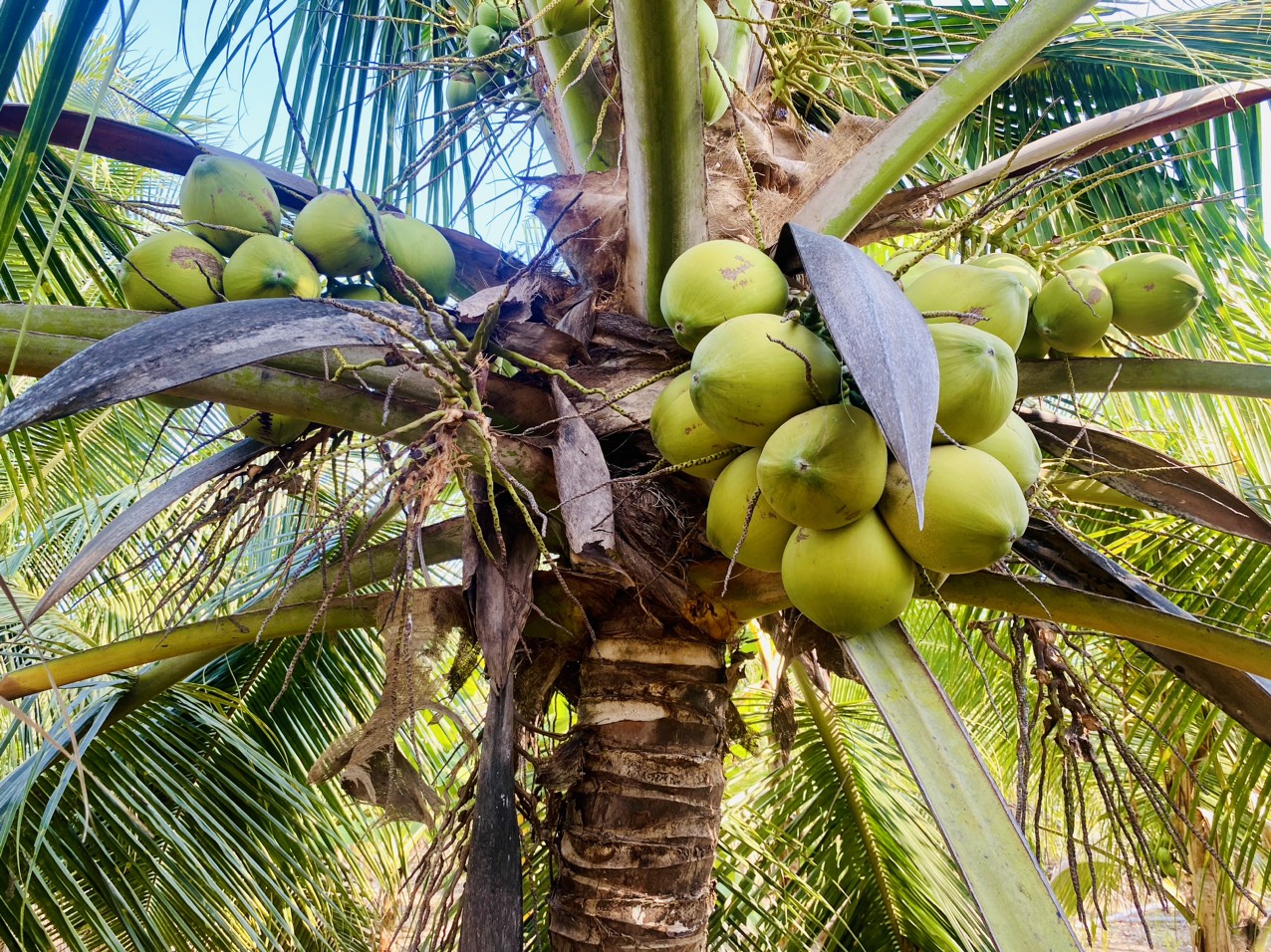 Dừa tươi tại nhà vườn