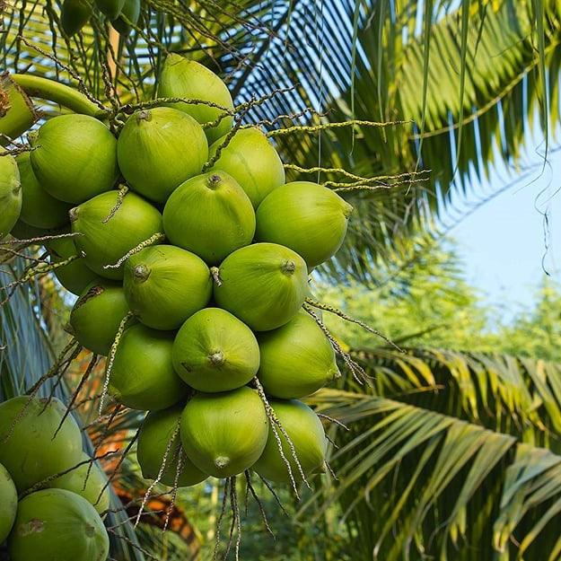 Dừa Tam Quan chất lượng tốt nhất thị trường hiện nay