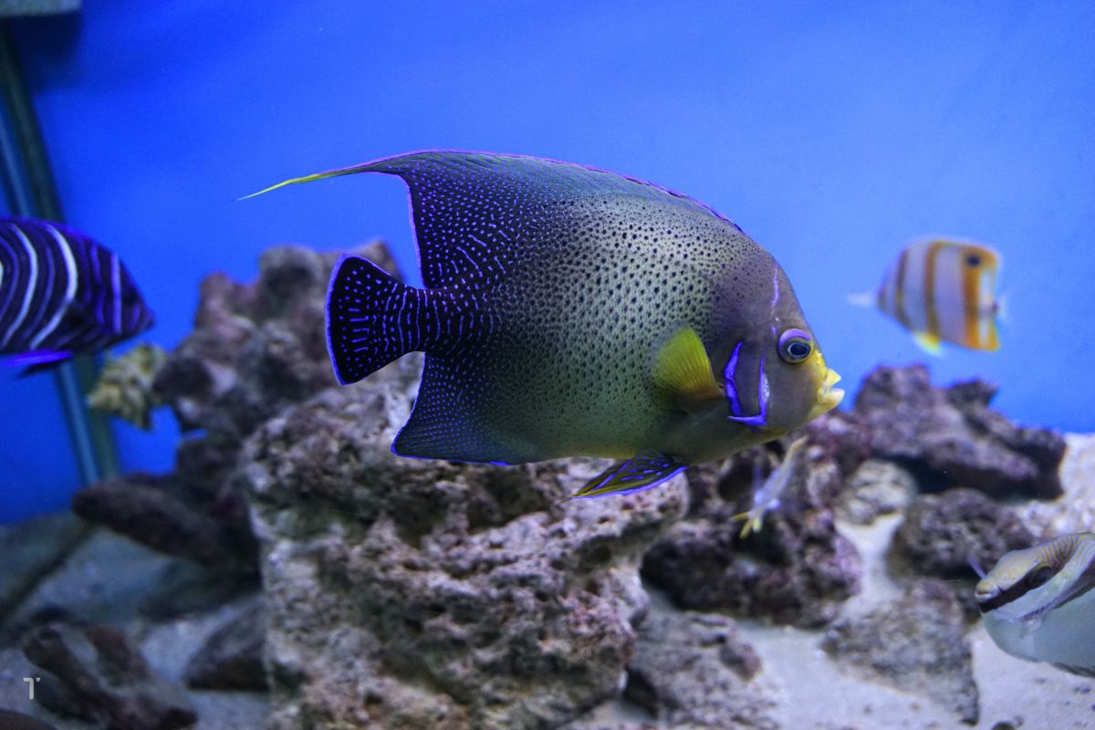Pomacanthus semicirculatus