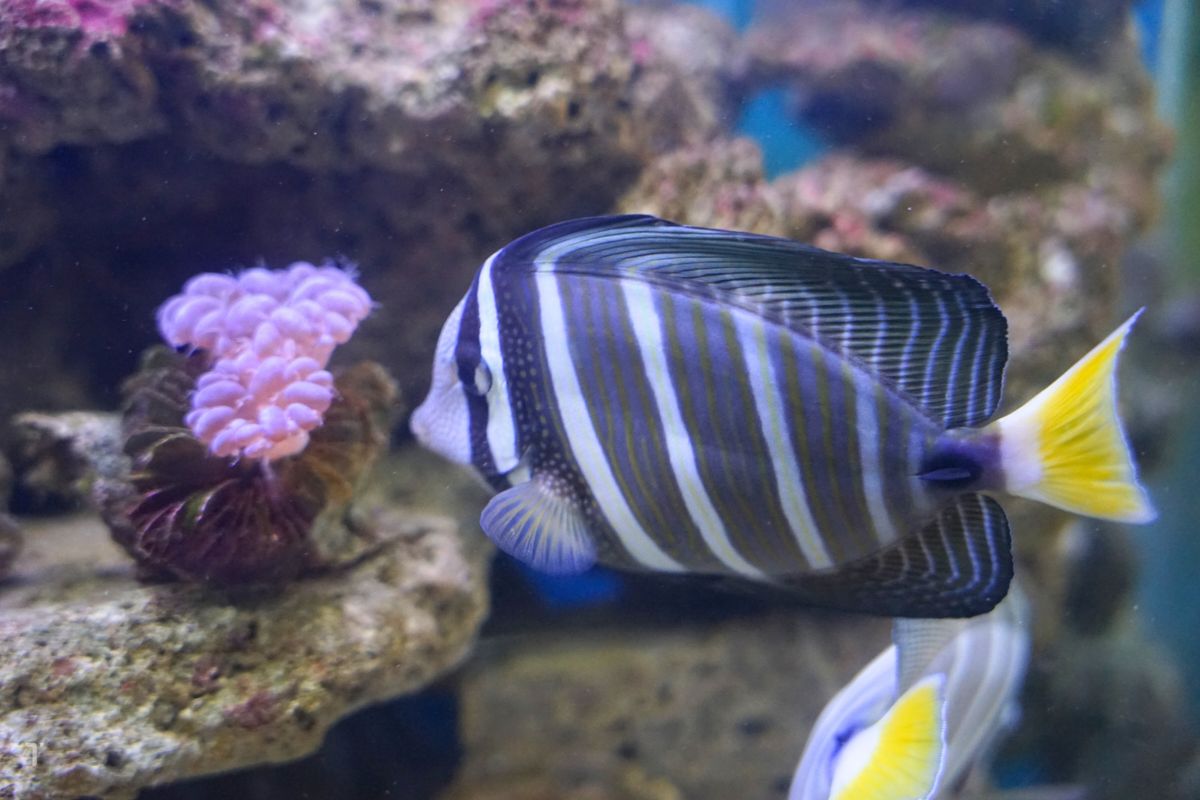 Zebrasoma velifer