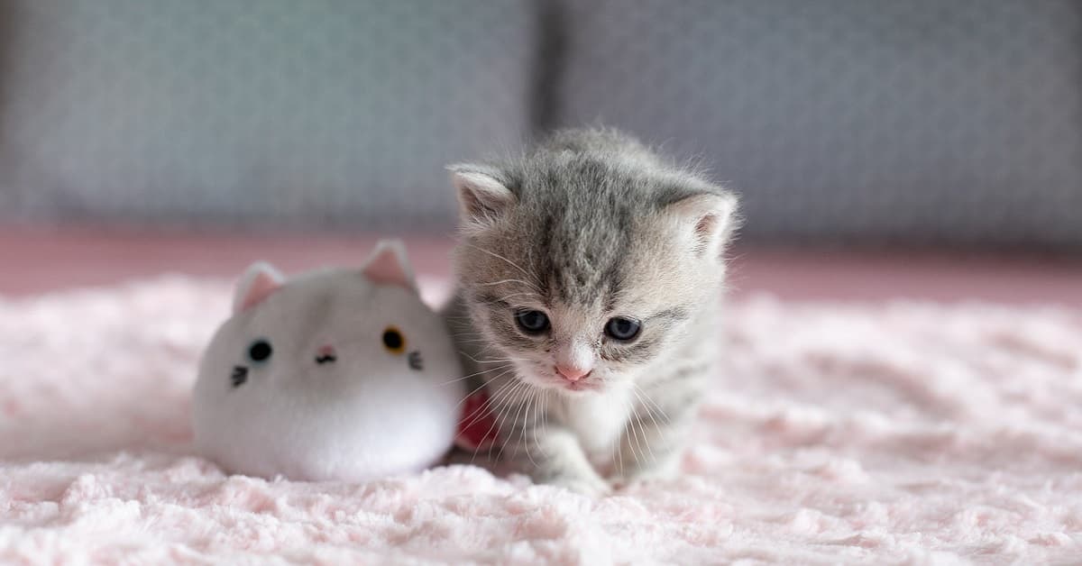 Hình Ảnh Mèo Cute