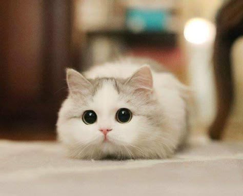 Hình Ảnh Mèo Cute