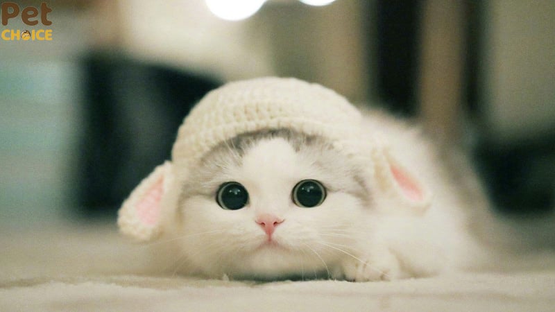 Hình Ảnh Mèo Cute