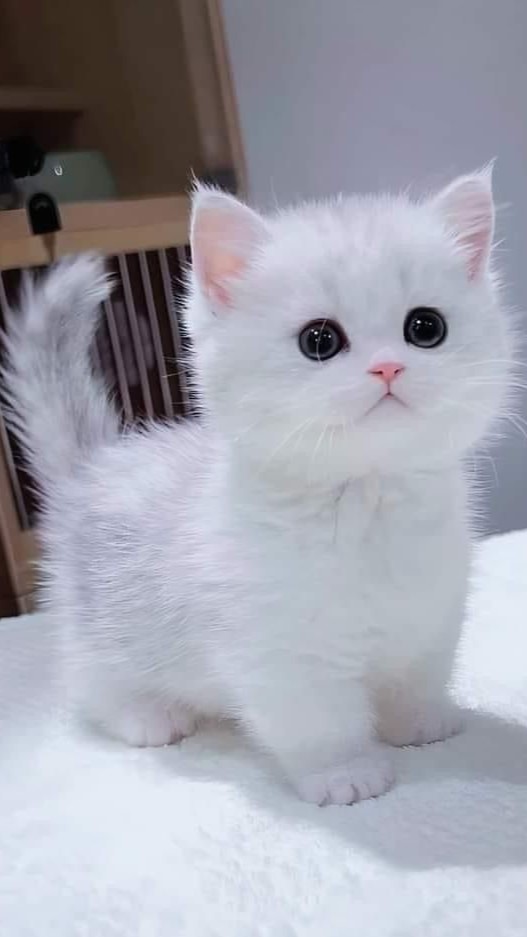 Hình Ảnh Mèo Cute