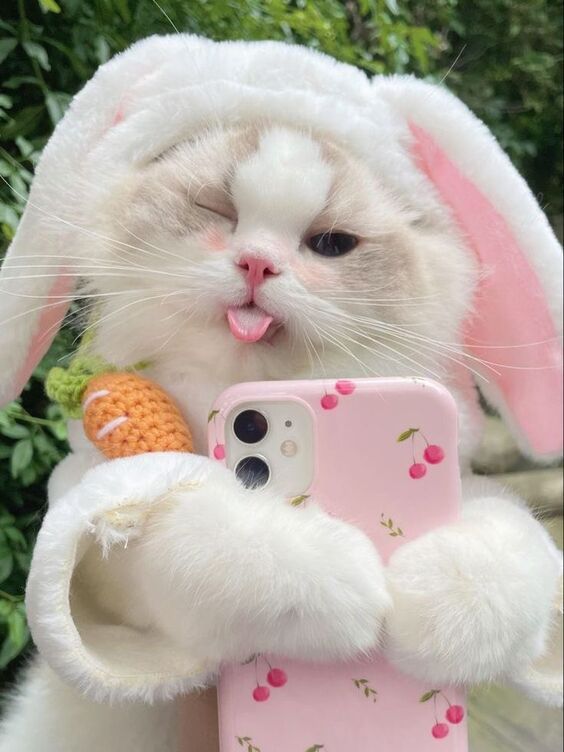 Hình Ảnh Mèo Cute