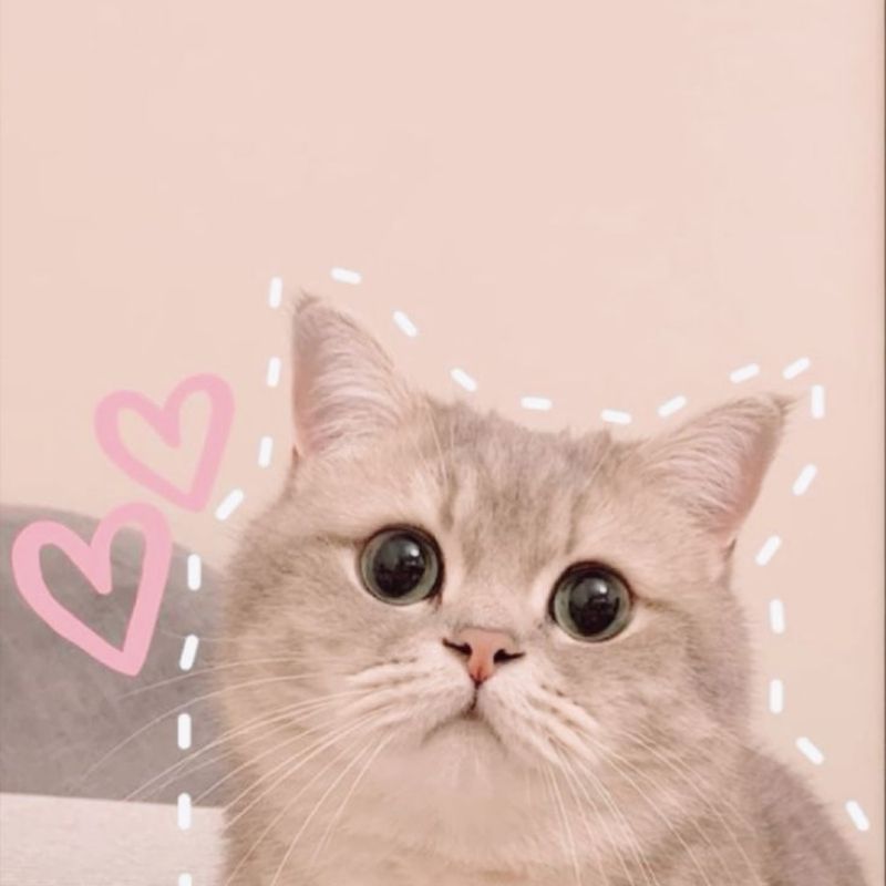 Hình Ảnh Mèo Cute