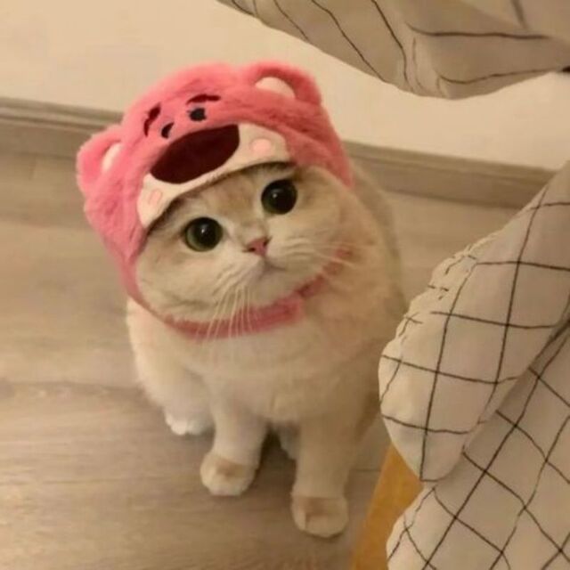 Hình Ảnh Mèo Cute