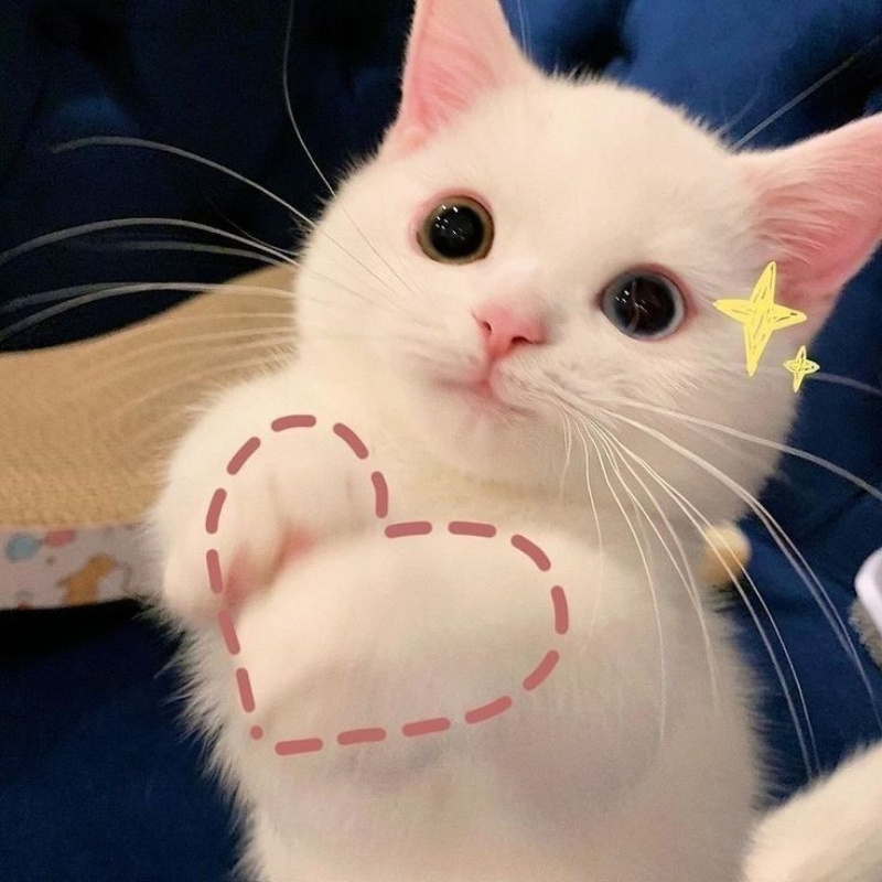 Hình Ảnh Mèo Cute