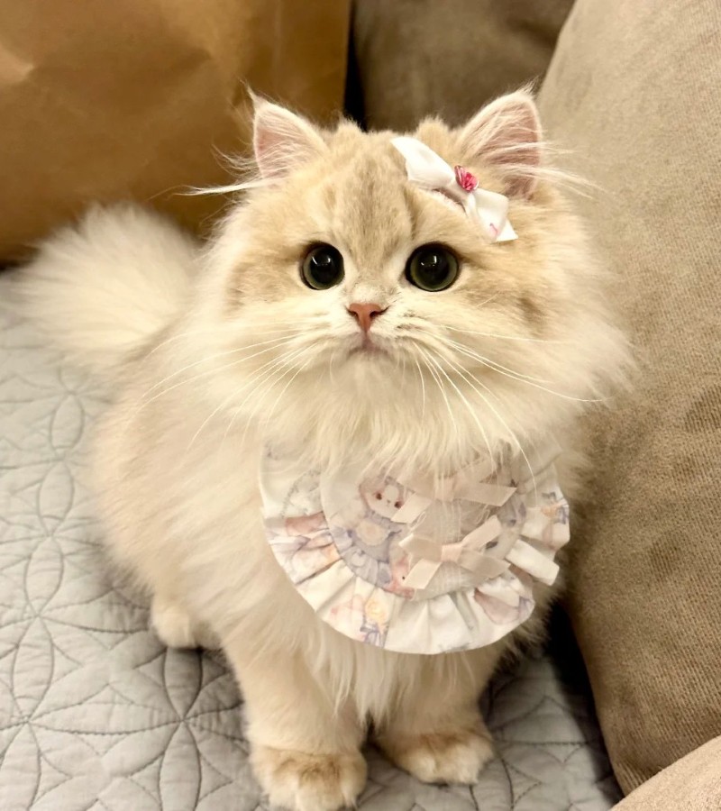 Hình Ảnh Mèo Cute