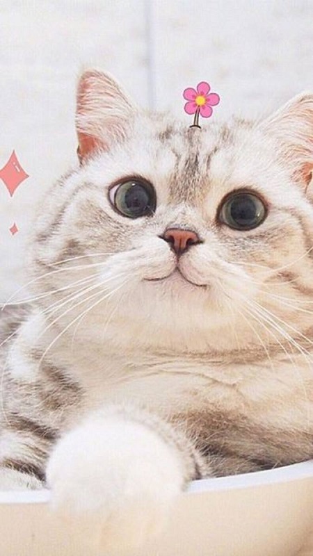 Hình Ảnh Mèo Cute
