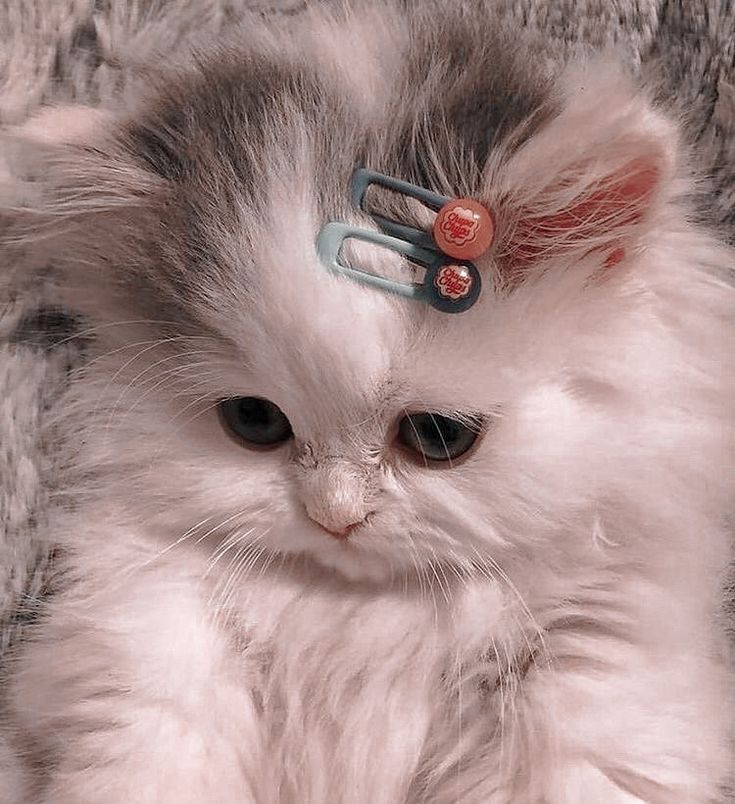 Hình Ảnh Mèo Cute