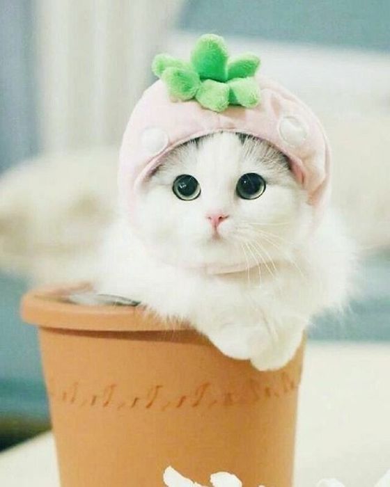 Hình Ảnh Mèo Cute