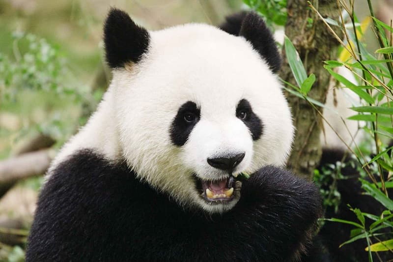 anh-gau-truc-22