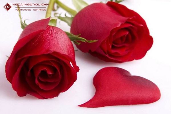 y nghia ve cac loai hoa