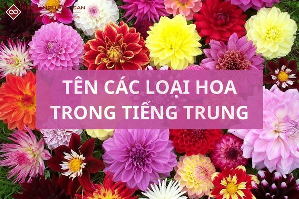 Tên Các Loại Hoa Trong Tiếng Trung: Từ Vựng, Ý Nghĩa Và Cách Diễn Tả