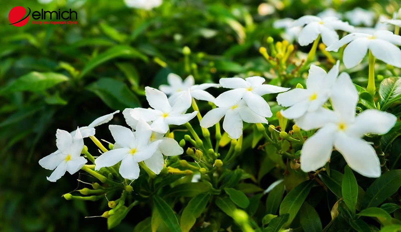 Hình 2: Phân loại cây hoa lài hiện nay