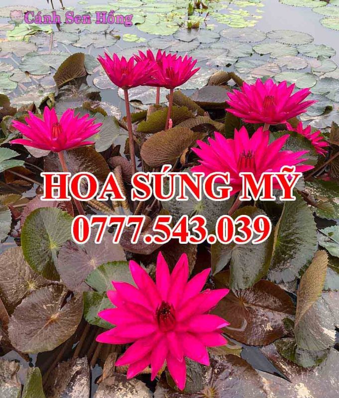 Hoa súng Mỹ