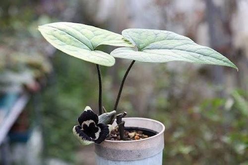 Công dụng của cây hoa tiên