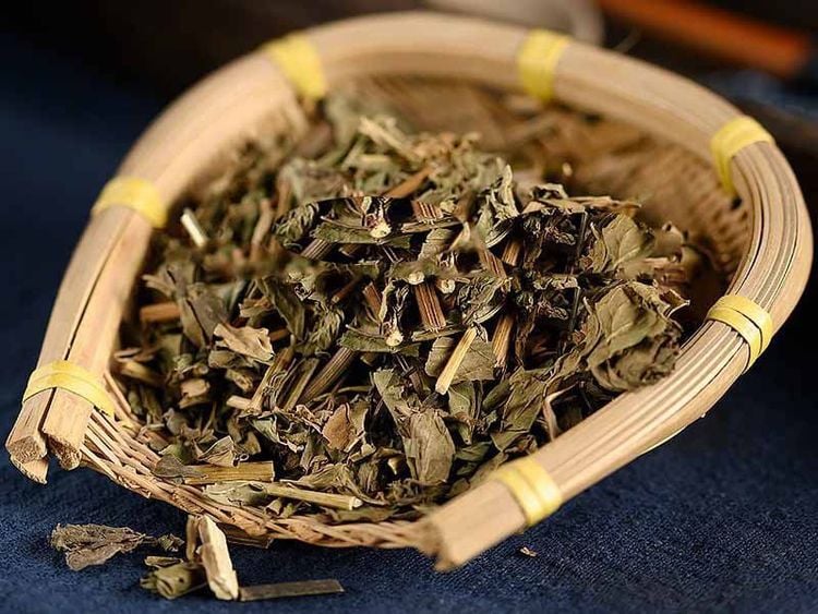 Cây hoắc hương cần được sử dụng đúng liều lượng và theo hướng dẫn