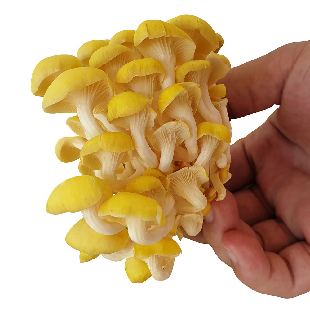 hình dáng của nấm hoàng kim