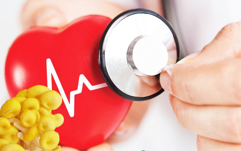 công dụng của nấm hoàng kim