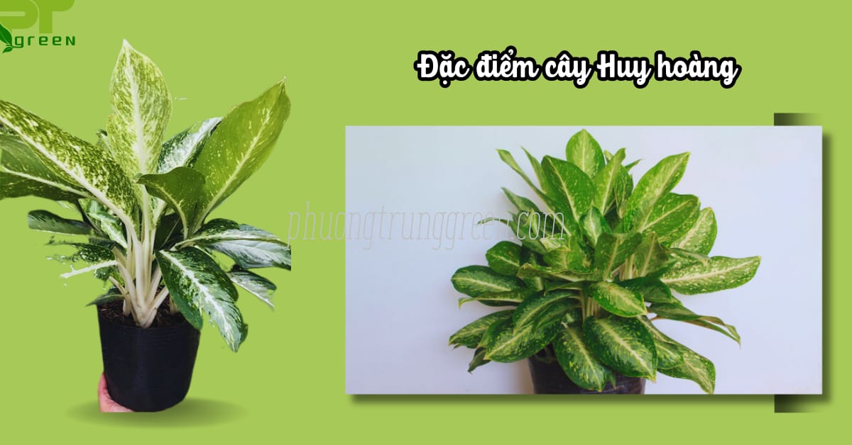 Cây Huy Hoàng