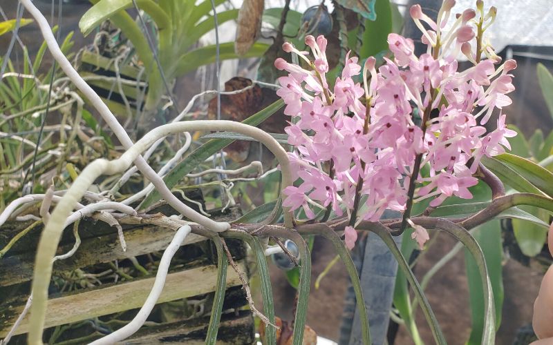 Đặc điểm hình thái và cách chăm sóc lan hoàng yến tím