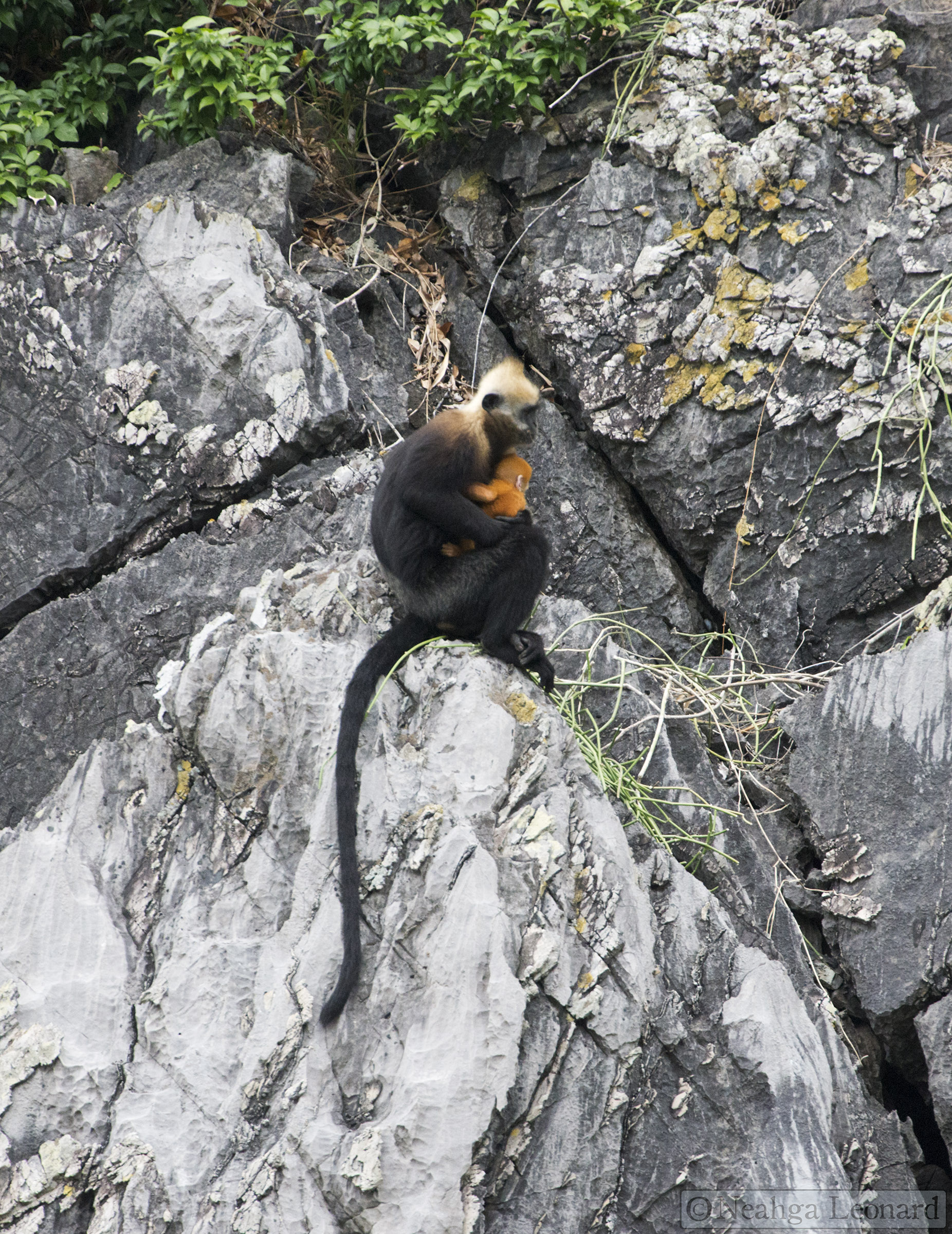 Baby langur - Cua Dong