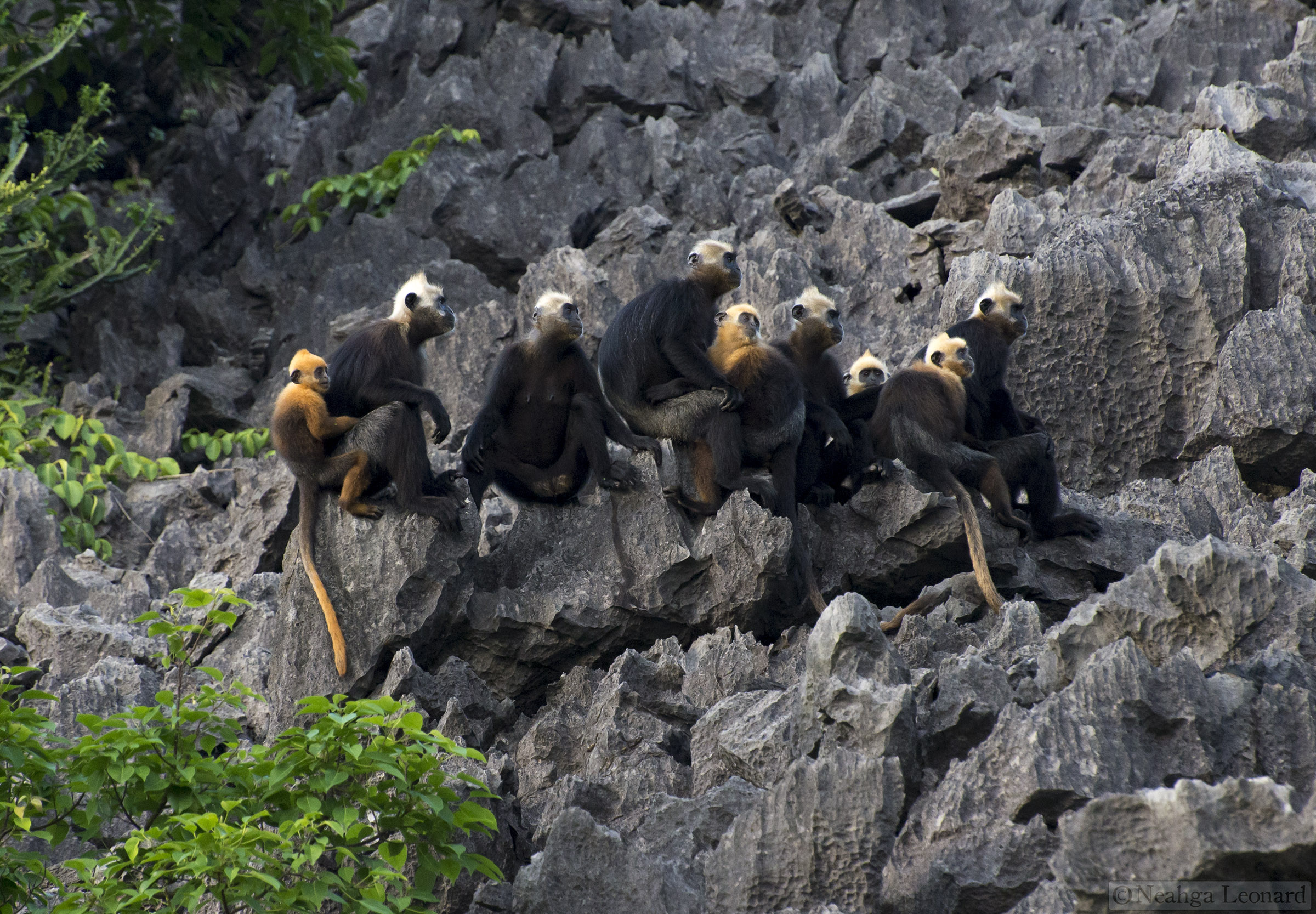 Langur Cua Dong