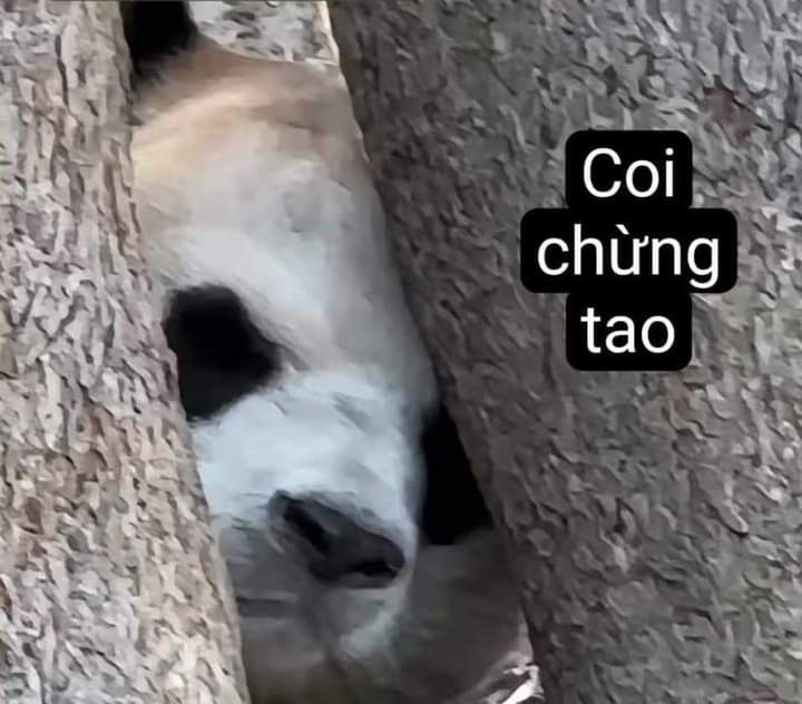 Gặp gấu trúc là chuyện nhỏ, hiểu được là chuyện lớn