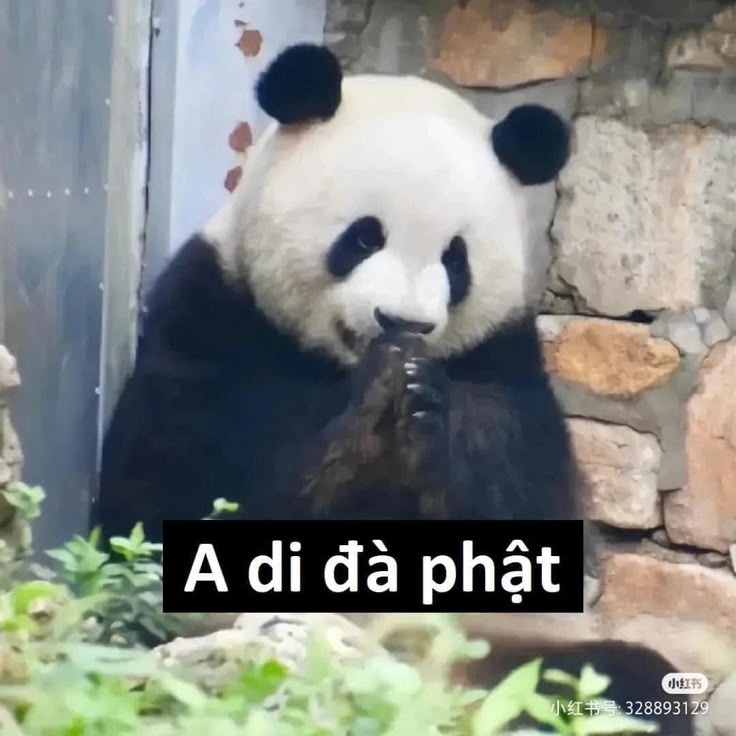 Gấu trúc không cần ai hoàn hảo, chỉ cần thật lòng