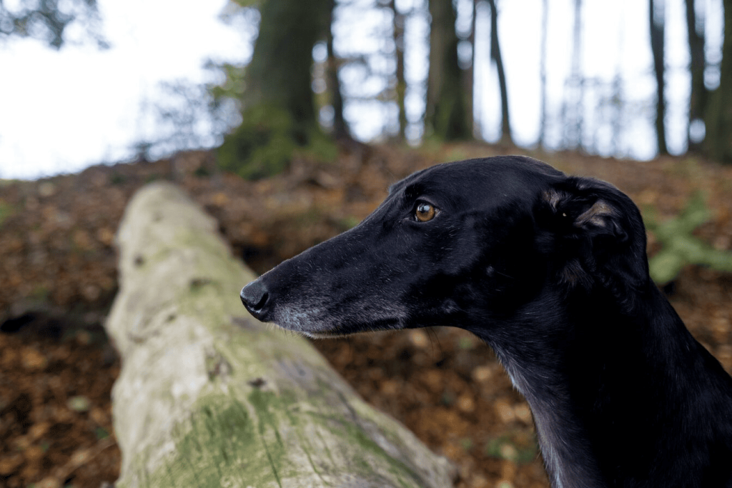 A black greyhound dog standing next to a fallen tree .