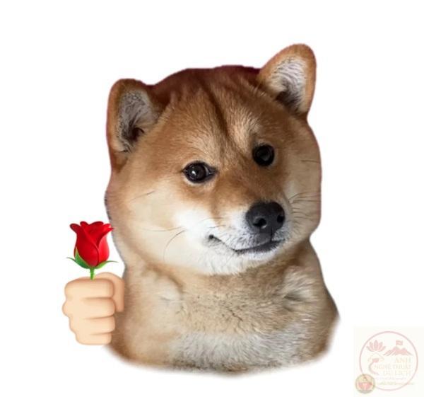 meme Shiba (7)