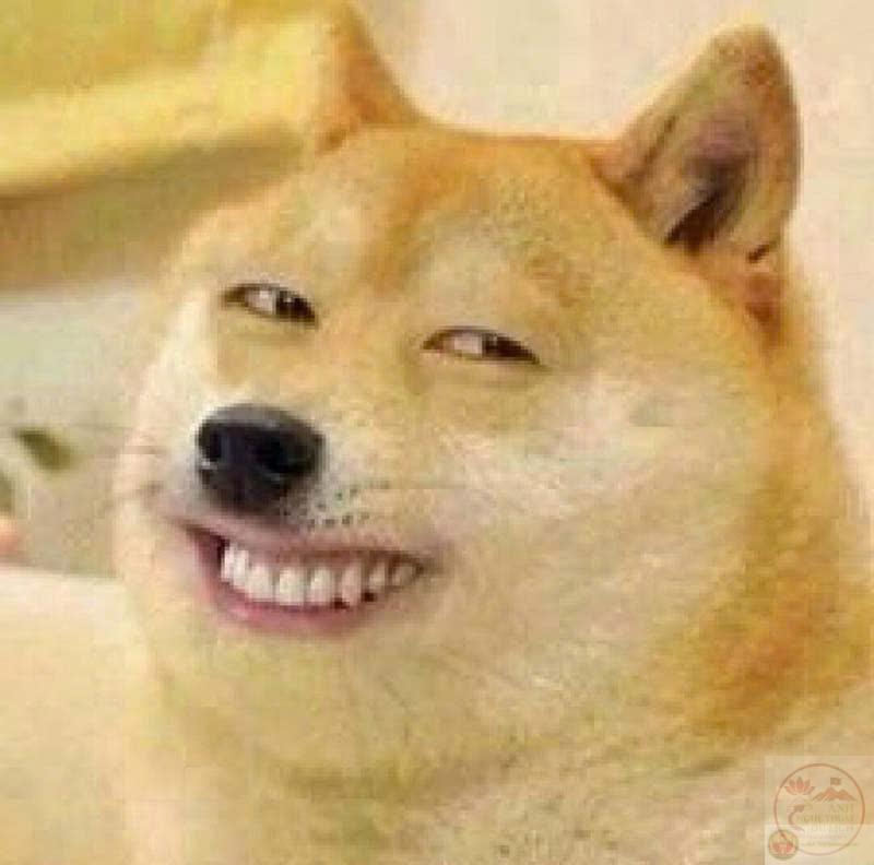meme chó Shiba-14.jpg