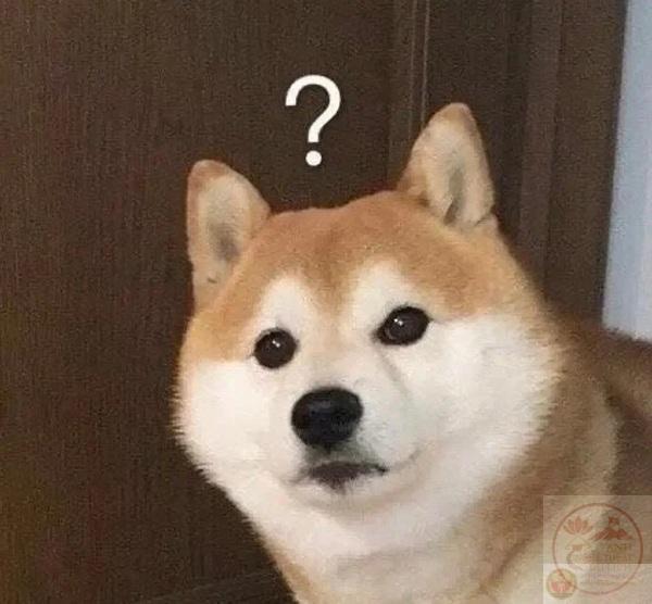 Shiba Meme – Tổng Hợp Ảnh Chế Chó SHIBA Hài Hước