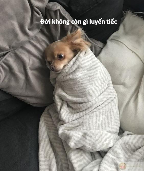 Meme chó bất lực