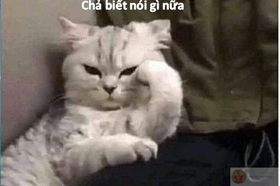 Hình ảnh bất lực meme