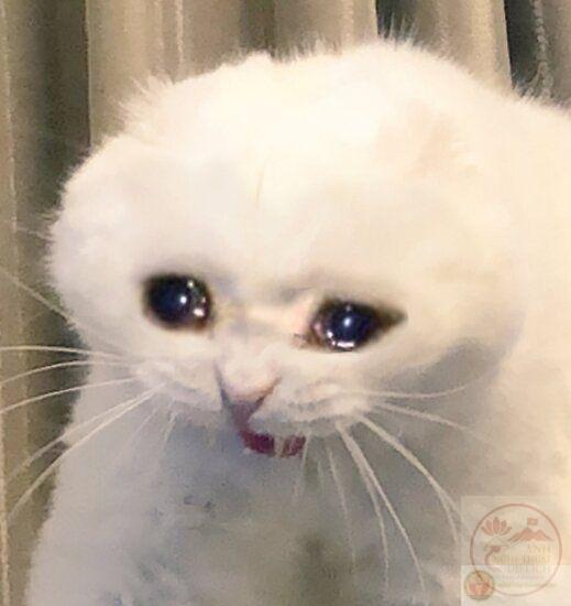 Meme mếu máo gục ngã thể hiện sự kiệt sức sau khi cày phim xuyên đêm mệt mỏi
