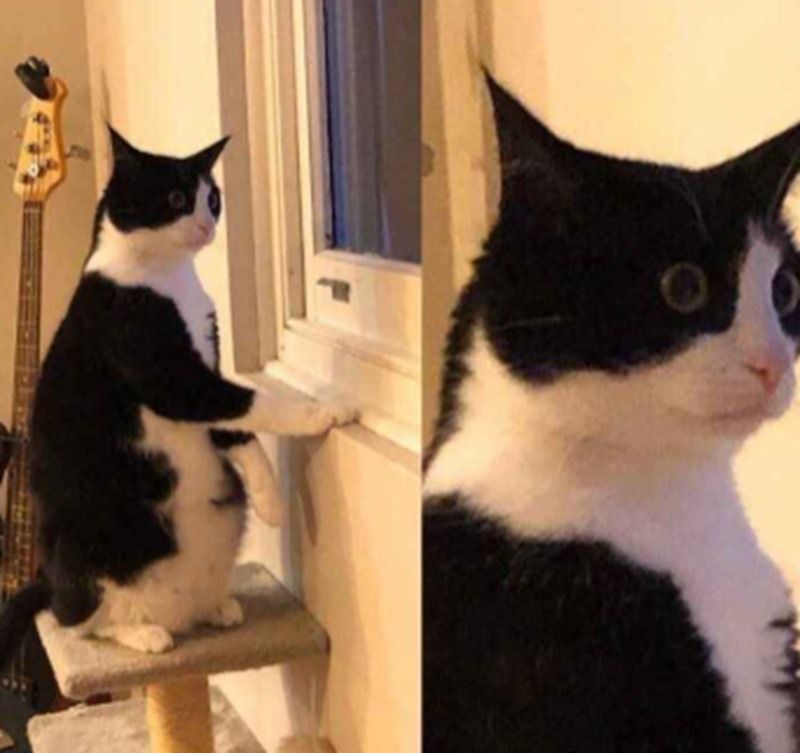 Meme động vật
