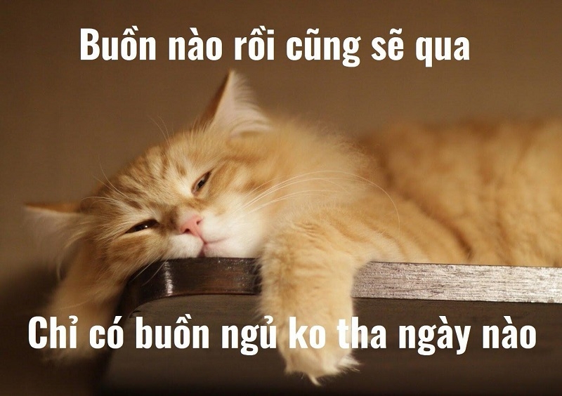 Meme chúc ngủ ngon