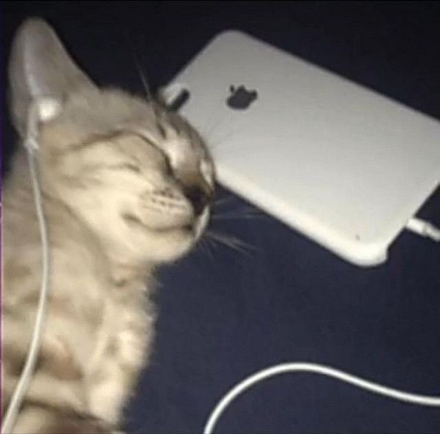 Meme Ngủ – Ảnh Chế Biểu Cảm Buồn Ngủ Cho Hội Cú Đêm 😴